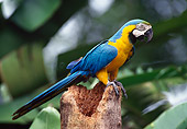 BRD 01 KH0022 01
Blue And Gold Macaw Perching On Tree Stump