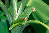 BRD 01 KH0023 01
White-Fronted Amazon Perching On Leaf
