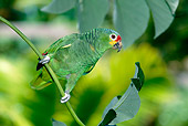 BRD 01 KH0024 01
Red-Lored Amazon Perching On Leaf Stem