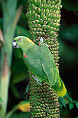 BRD 01 KH0025 01
Yellow-Crowned Amazon Perching On Tree Trunk