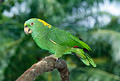 BRD 01 KH0026 01
Yellow-Naped Amazon Perching On Branch