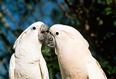 BRD 01 LS0001 01
Two White Moluccan Cockatoos Nuzzling Tree Background