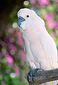 BRD 01 LS0002 01
Portrait Of White Moluccan Cockatoo Perching