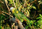 BRD 01 LS0003 01
Blue-Fronted Parrot Perching On Branch In Tree