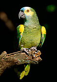 BRD 01 LS0004 01
Blue-Fronted Parrot Perching On Branch