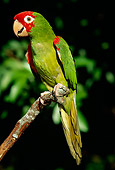 BRD 01 LS0005 01
Portrait Of Red-Masked Parakeet Perching On Branch