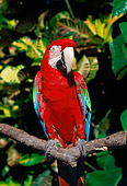 BRD 01 LS0006 01
Green-Winged Macaw Perching On Branch