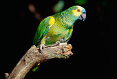 BRD 01 LS0007 01
Blue-Fronted Amazon Parrot Perching On Branch