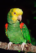 BRD 01 LS0008 01
Yellow-Headed Amazon Parrot Perching On Branch