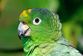 BRD 01 LS0009 01
Head Shot Of Mealy Amazon Parrot