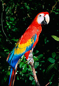 BRD 01 LS0010 01
Scarlet Macaw Perching On Branch