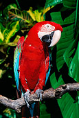 BRD 01 LS0012 01
Green-Winged Macaw Perching On Branch