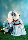 BRD 01 RC0003 01
Humorous Cockatoo Couple Wearing Blue Suit And Dress Studio