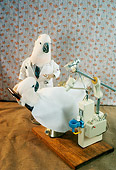 BRD 01 RC0007 01
Humorous Cockatoo Dentist Seeing Cockatoo Patient Studio