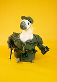 BRD 01 RC0015 01
Humorous Army Cockatoo Holding Walkie-Talkie Studio Yellow Background
