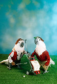BRD 01 RC0022 01
Two Humorous Cockatoos Golfing Studio