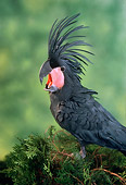 BRD 01 RC0023 01
Profile Of Palm Cockatoo Vocalizing Studio