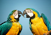 BRD 01 RC0024 01
Close-Up Of Two Blue-And-Yellow Macaws Singing Studio
