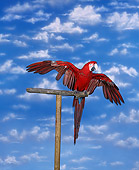 BRD 01 RK0001 05
Green-Winged Macaw Sitting On Bird Stand