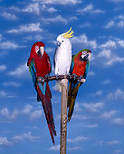 BRD 01 RK0004 03
Two Macaws And Cockatoo Perching On Bird Stand