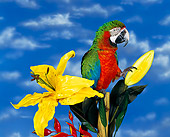 BRD 01 RK0011 02
Harlequin Macaw Sitting By Yellow Flowers