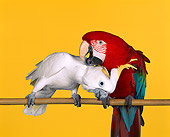 BRD 01 RK0024 02
Green-Winged Macaw Scratching Triton Cockatoo On Bird Stand Yellow Seamless