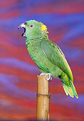 BRD 01 RK0028 09
Yellow Nape Amazon Bird On Stand