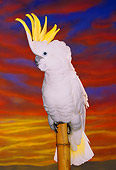 BRD 01 RK0033 03
Triton Cockatoo 