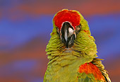 BRD 01 RK0037 01
Head Shot Of Red Fronted Macaw 