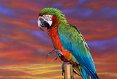 BRD 01 RK0042 01
Close Up Of Harlequin Macaw On Stand