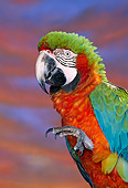 BRD 01 RK0042 04
Close Up Of Harlequin Macaw On Stand