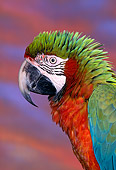 BRD 01 RK0045 07
Head Shot Of Harlequin Macaw