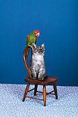 BRD 01 RK0066 03
Red Front Macaw And Gray Kitten Sitting On Chair