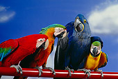 BRD 01 RK0074 32
A Flock Of Colorful Macaws On Red Pole Blue Sky