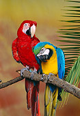 BRD 01 RK0077 20
Two Macaws Sitting On Branch Studio