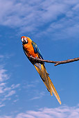 BRD 01 RK0092 03
Macaw Multi Colored Sitting On Branch