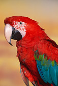 BRD 01 RK0101 02
Close Up Of Green-Winged Macaw