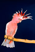 BRD 01 RK0133 10
Cockatoo  Sitting On Branch Studio