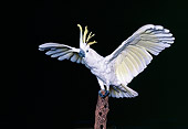BRD 01 RK0138 08
Cockatoo Sitting On Branch