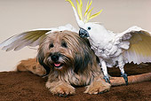 BRD 01 RK0140 03
Cockatoo White Sitting Next To Dog