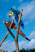 BRD 01 RK0150 02
Two Multi Colored Macaws Sitting On Branch Playing