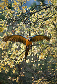BRD 01 RK0158 26
Yellow And Blue Macaw Sitting On Branch In Tree
