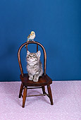 BRD 01 RK0183 06
Blue And White Parakeet Sitting On Chair With Gray Kitten