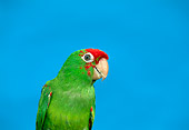 BRD 01 TK0003 01
Close-Up Of Red-Masked Conure Blue Background Studio