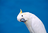 BRD 01 TK0004 01
Close-Up Of Sulphur-Crested Cockatoo Blue Background Studio