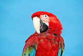 BRD 01 TK0005 01
Shoulder Shot Of Red-And-Green Macaw Blue Background Studio