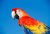 BRD 01 TK0006 01
Close-Up Of Scarlet Macaw Blue Background Studio