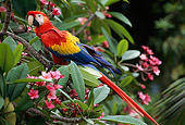 BRD 01 TL0001 01
Scarlet Macaw Sitting In Bushes Central America
