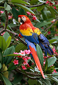 BRD 01 TL0002 01
Scarlet Macaw Sitting In Bushes Central America
