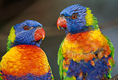 BRD 01 TL0004 01
Two Rainbow Lorikeets